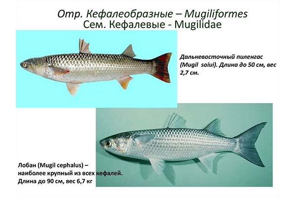 Cum să distingem Mullet de Pelengas