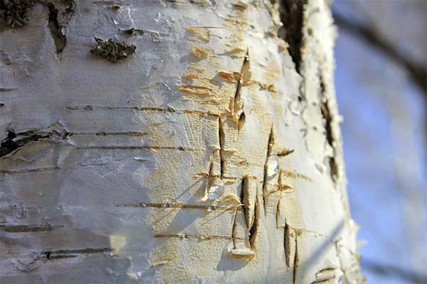 How to collect birch sap