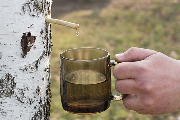 Πότε και πώς να συλλέγετε χυμό σημύδας