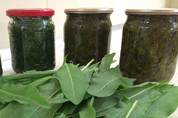 Canned sorrel