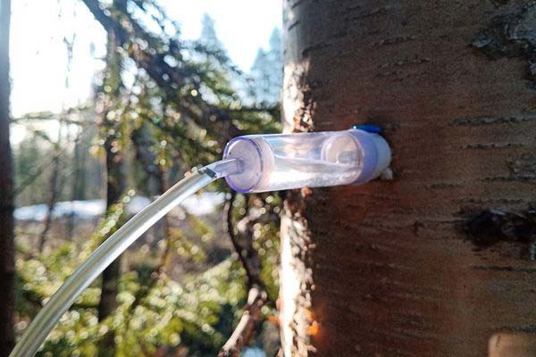 Collecting birch sap with a drip tray