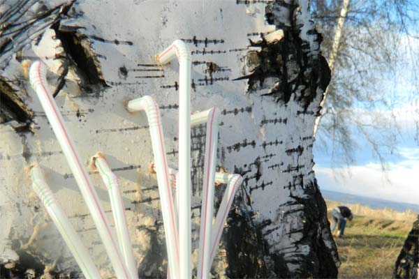 Collecting birch sap with a tube