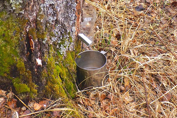 Beržų sulos rinkimas naudojant lataką