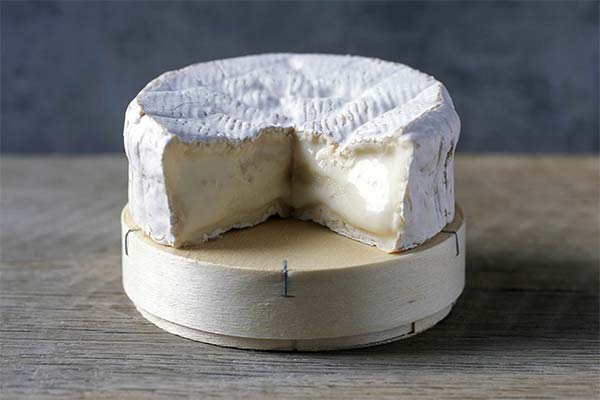 Camembert siers