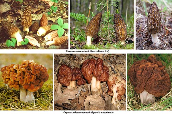 Care este diferența dintre morels și shingles