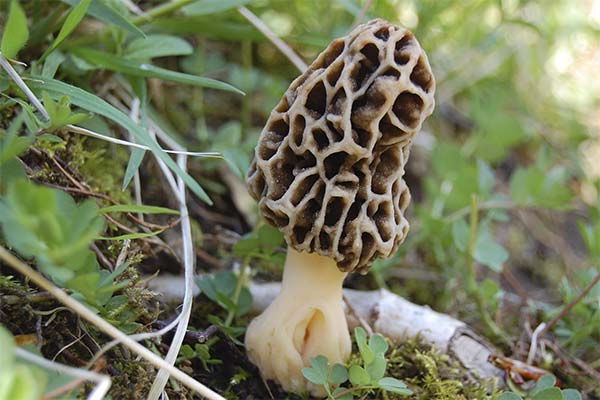 Ciuperca Morel