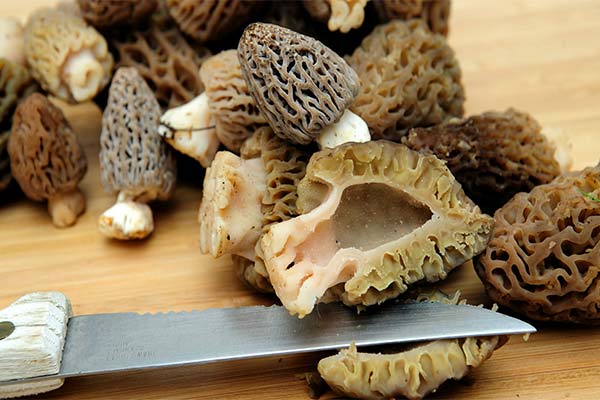 Cum se prepară morels pentru gătit