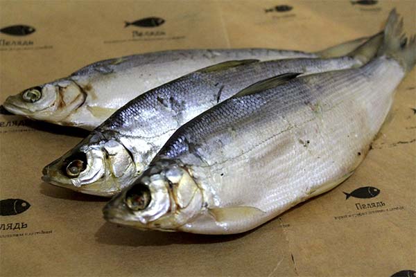 Pike-perch