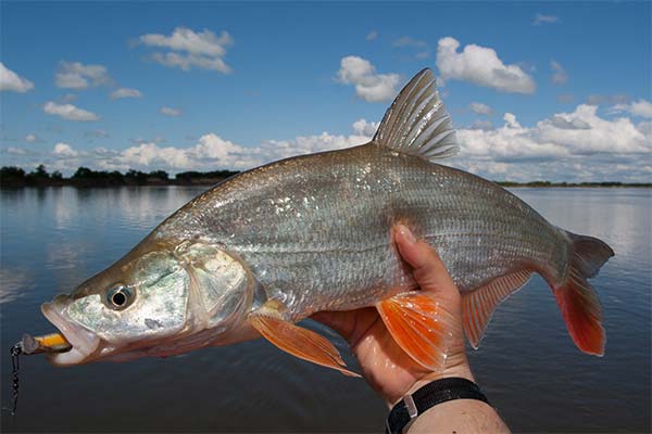 Zherekh fish