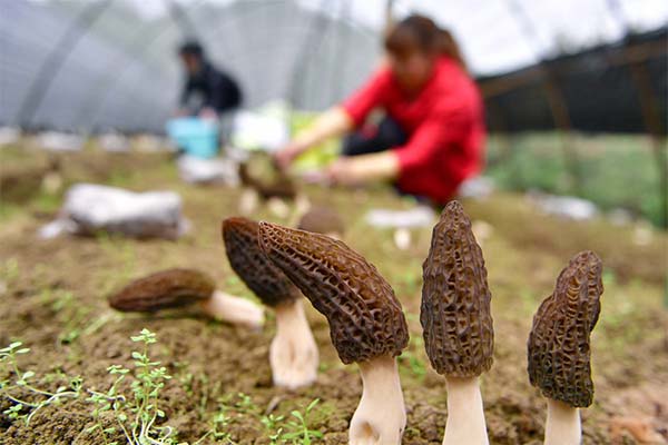 Cum să crească morels