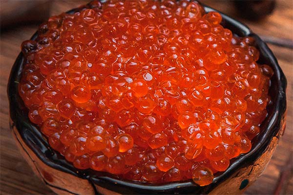 Chinook salmon caviar use