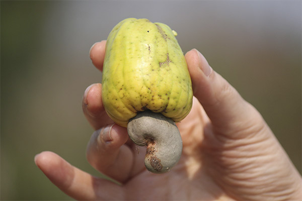 עובדות קשיו מעניינות