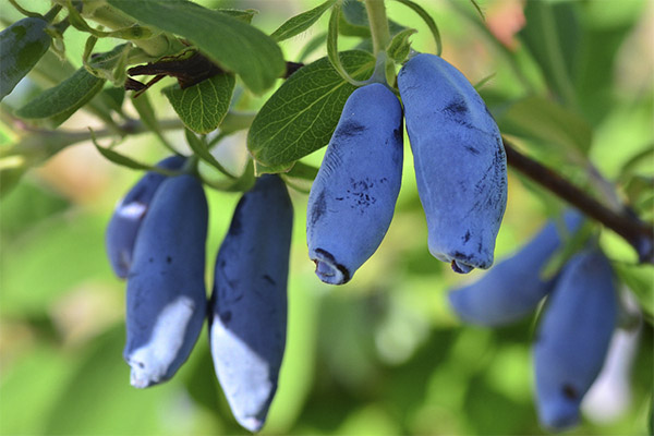 איסוף ואחסון יערה