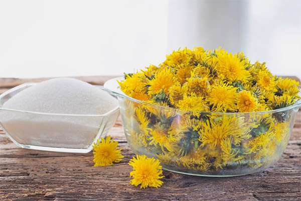 Kailan at kung paano mangolekta ng mga dandelion para sa jam