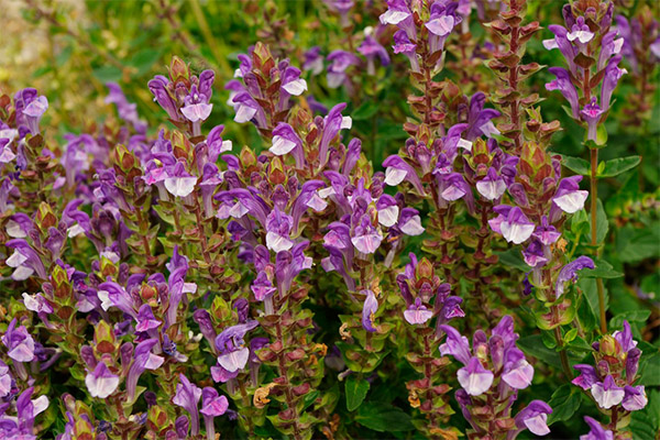 תכונות הריפוי של Scutellaria baicalensis