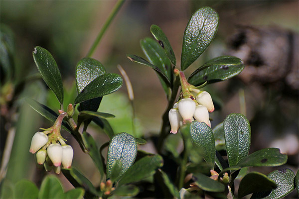 השימוש ב- Bearberry ברפואה העממית