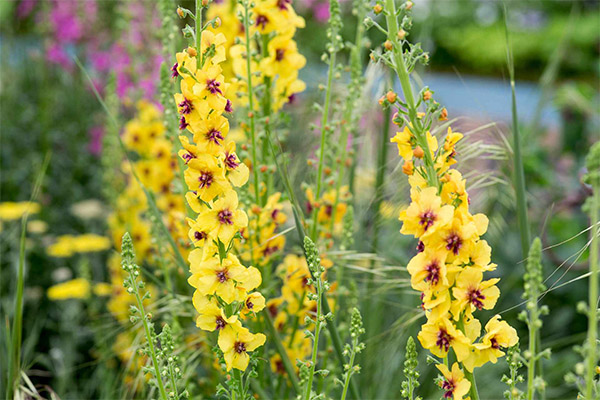 Mullein في الطب الشعبي