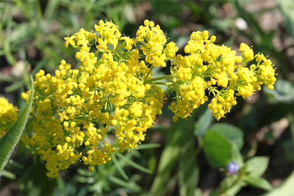 Bedstraw