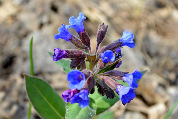 השימוש ב- Lungwort בקוסמטולוגיה