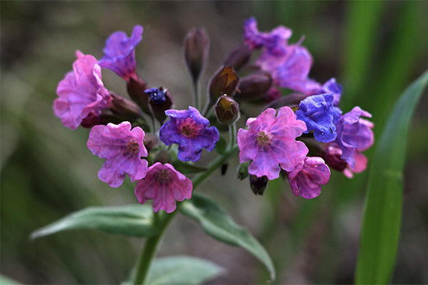 סוגים של תרכובות רפואיות עם Lungwort