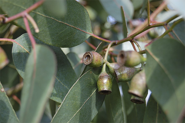 אקליפטוס ברפואה העממית