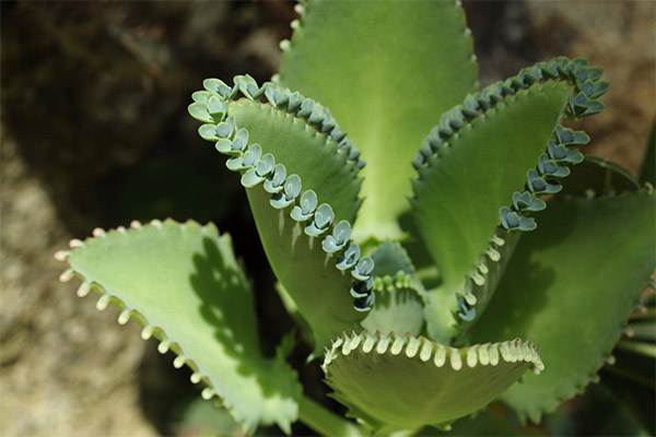 Kalanchoe في الطب الشعبي