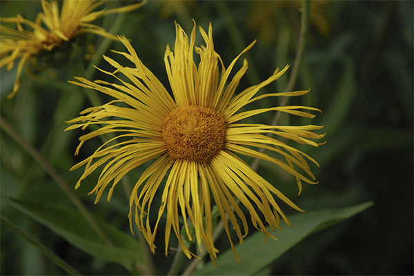 תכונות רפואיות של elecampane