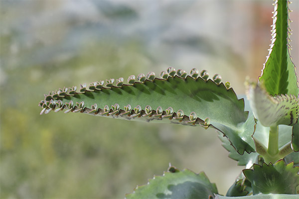 خصائص الشفاء من Kalanchoe