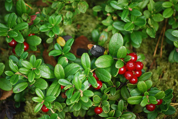 أوراق Lingonberry في الطب الشعبي