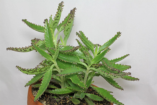 استخدام Kalanchoe في التجميل