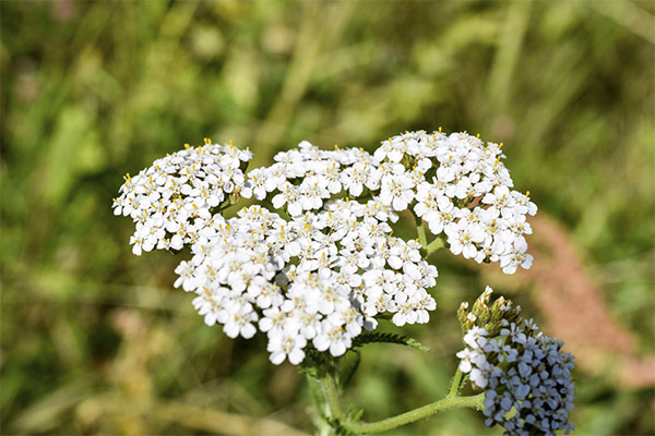 Yarrow ברפואה העממית