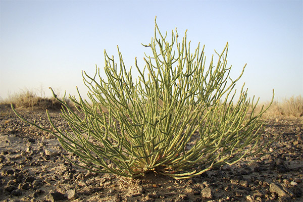 תכונות הריפוי של אנבסיס