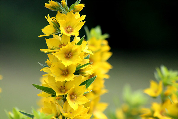 איסוף ואחסון של loosestrife