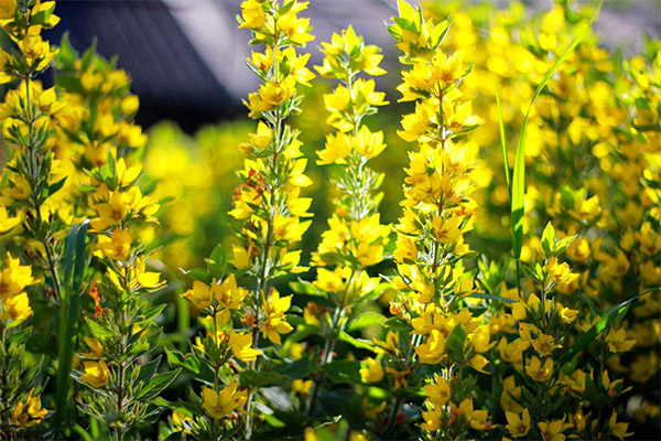 Loosestrife ברפואה העממית