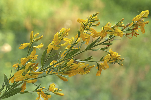 Gorse الصباغة