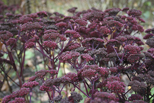 خصائص الشفاء الأرجواني stonecrop