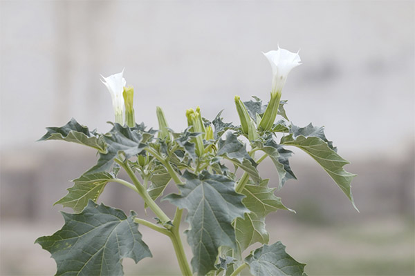 דאטורה ברפואה העממית