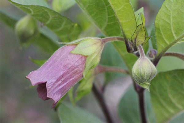 תכונות הריפוי של בלדונה