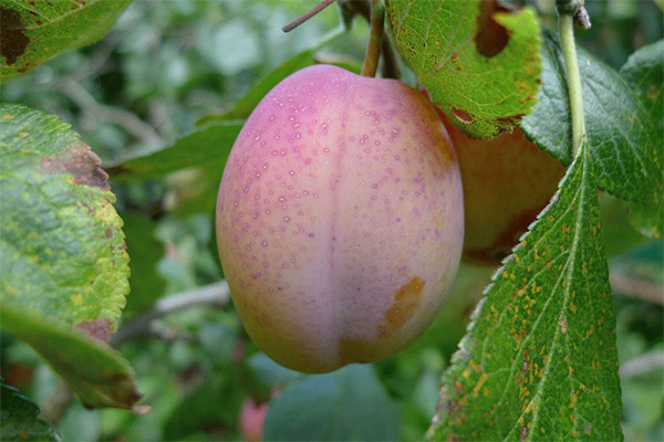 השימוש בפרי איקקו ברפואה העממית