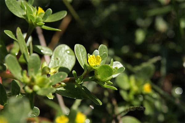 סוגי תרכובות רפואיות עם purslane